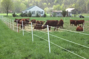 7.5' Poly T-Posts (1.75", or 2.125" Width) 15/Pack *  TYPICALLY SHIPS IN 1-2 WEEKS