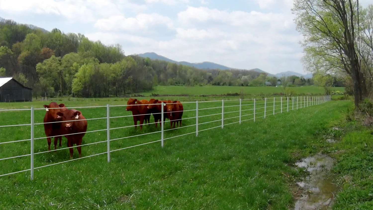 7.5' Poly T-Posts (1.75", or 2.125" Width) 15/Pack *  TYPICALLY SHIPS IN 1-2 WEEKS