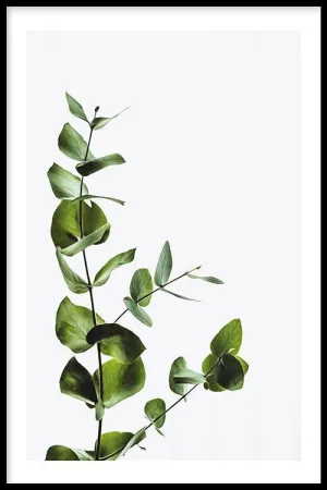 Eucalyptus
