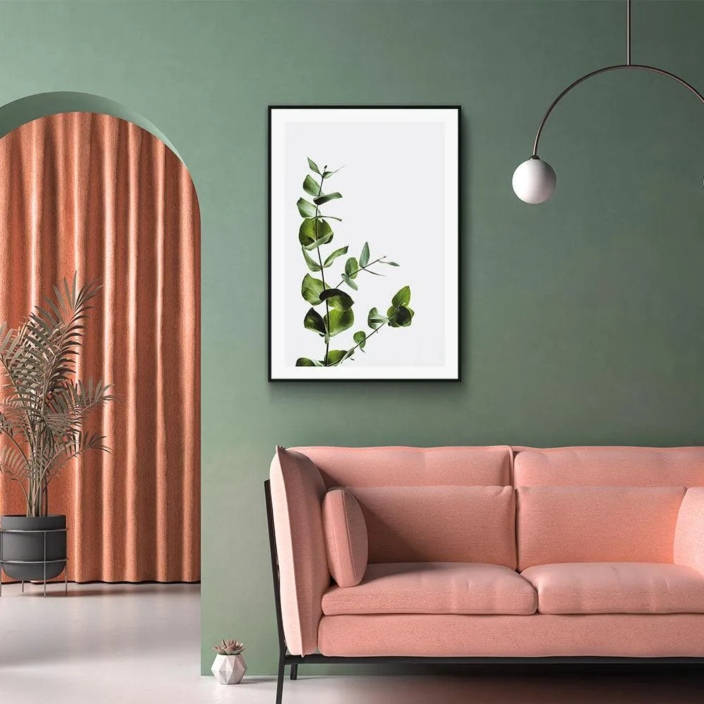 Eucalyptus