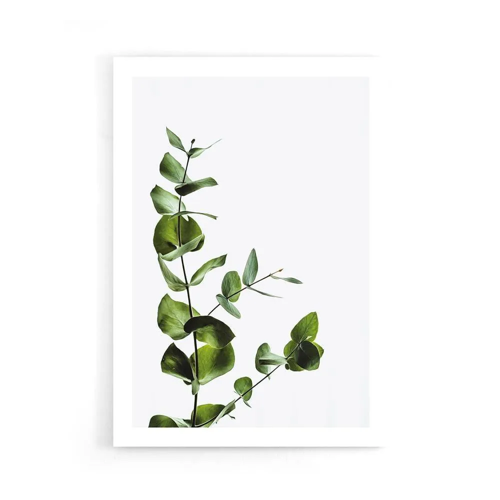 Eucalyptus