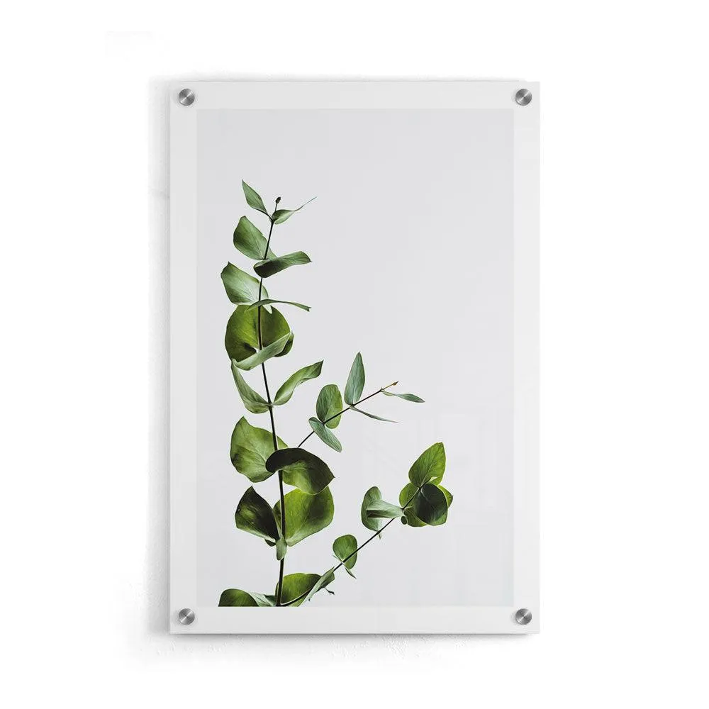 Eucalyptus