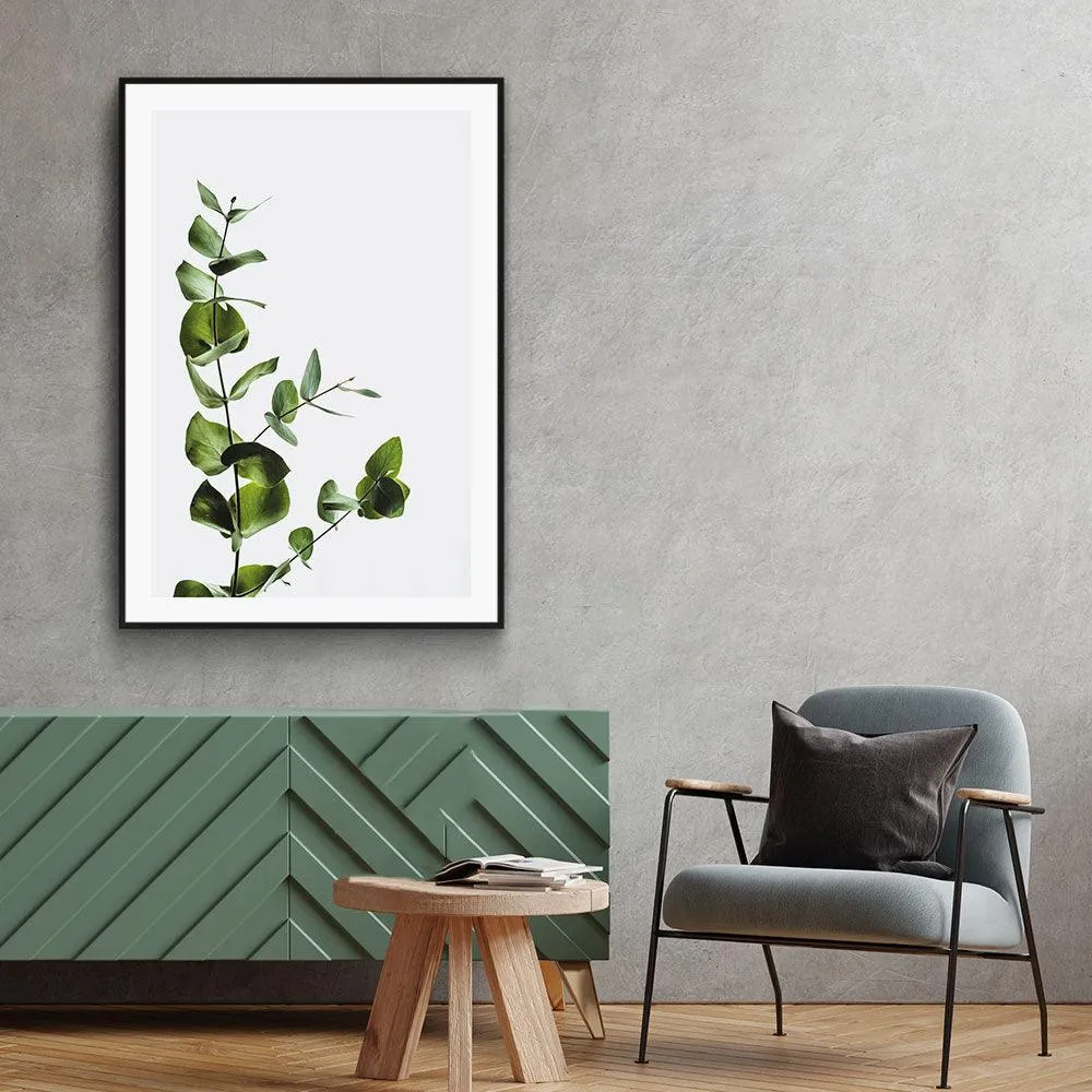 Eucalyptus