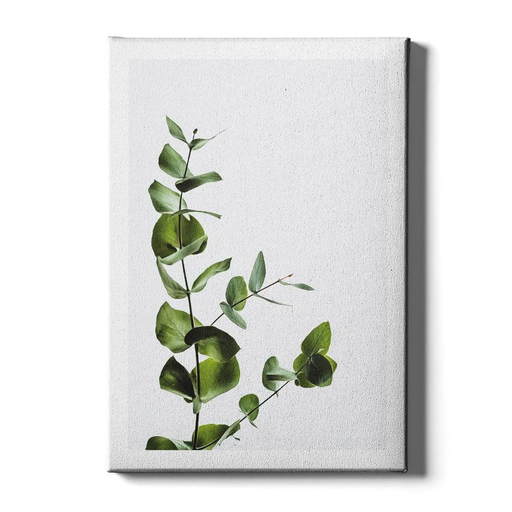 Eucalyptus