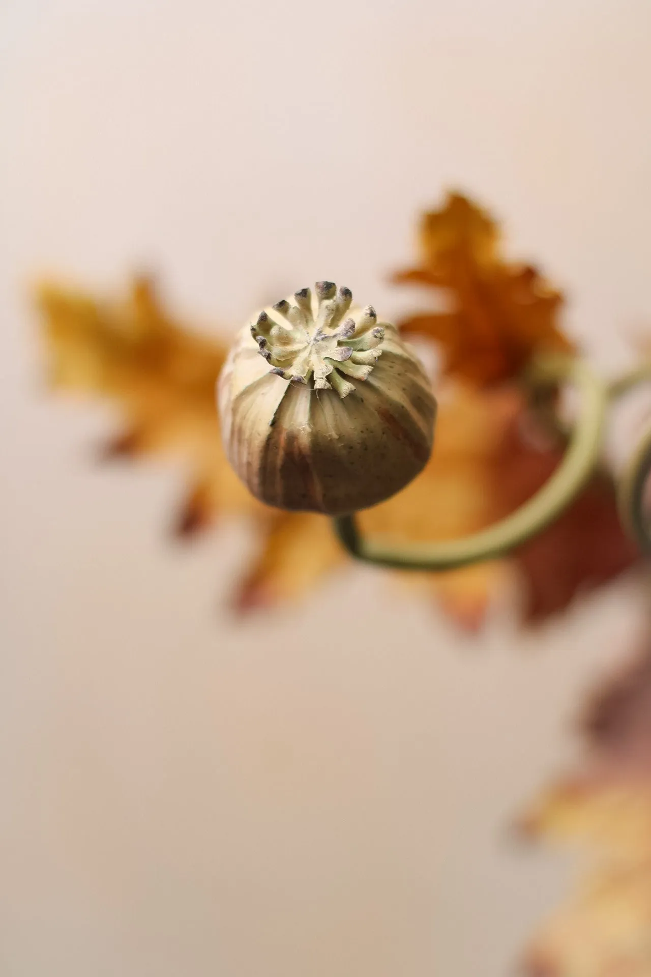 Faux Brown and Blush Poppy Seed Stem